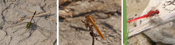 Dragonflies Dragonflies