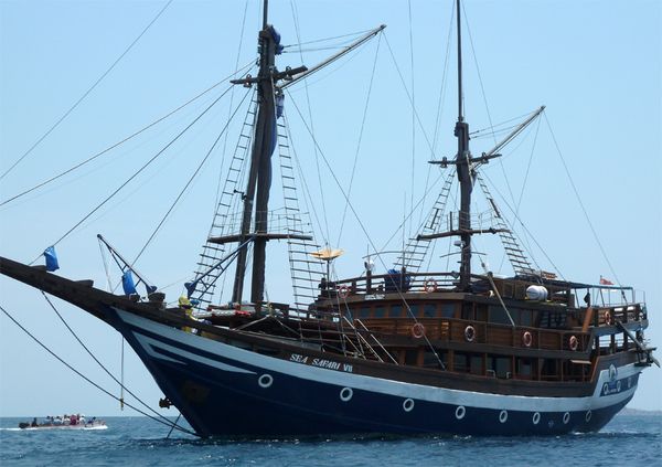 Sea Safari Sea Safari