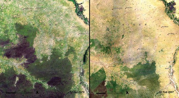 Deforestation_Niger Deforestation_Niger