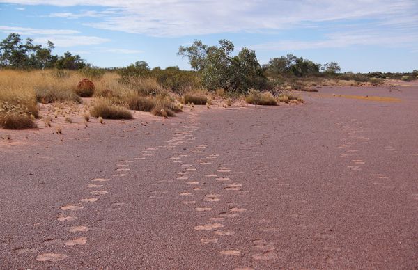 Bumfellah2 Bumfellah2