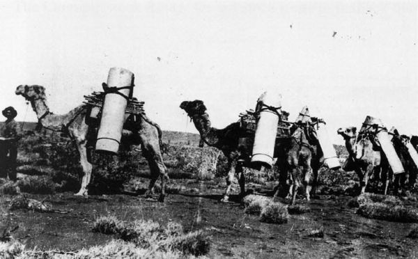 Canning camels Canning camels