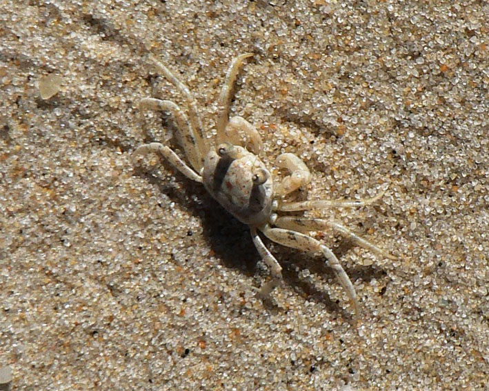 Ghost crab