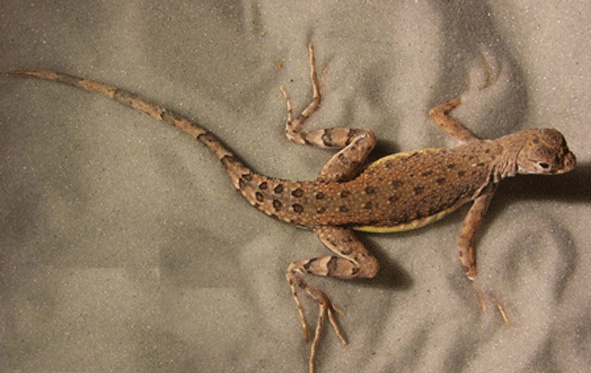 Lizard1