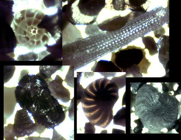 Comp trans Comp trans